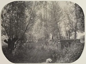 Unidentified Photographer Prints: Untitled (Landscape with Dog), c. 1910. Creator: Unidentified Photographer