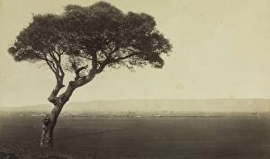 Albumen Print From Wet Collodion Negative Collection: Untitled (Landscape near Watsonville, California), c. 1879. Creator: Eadweard J. Muybridge