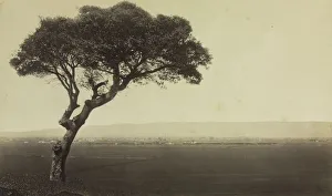 Eadweard J Muybridge Prints: Untitled (Landscape near Watsonville, California), c. 1879. Creator: Eadweard J. Muybridge