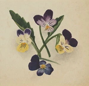 Cream Background Gallery: Untitled (Pansies), 1874. Creator: Mary Vaux Walcott