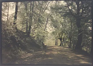 Autochrome Prints: Untitled [path through a forest], c. 1880. Creator: Unknown
