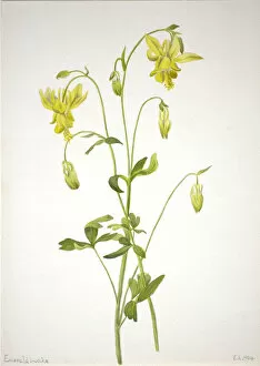 Untitled--Plant Study, 1904. Creator: Mary Vaux Walcott
