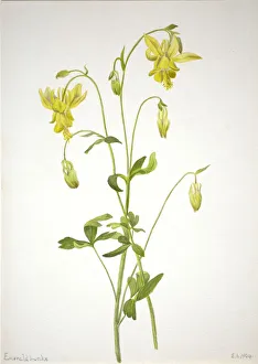 Formation Prints: Untitled--Plant Study, 1904. Creator: Mary Vaux Walcott