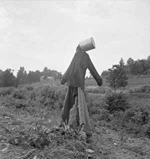 Untitled, possibly realted to: Scarecrow on a newly cleared... near Roxboro, North Carolina, 1939