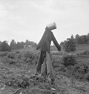Untitled, possibly realted to: Scarecrow on a newly cleared... near Roxboro, North Carolina, 1939. Creator: Dorothea Lange