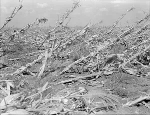Climate Prints: [Untitled, possibly related to: Corn