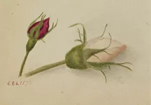 Sepal Gallery: Untitled (Rosebuds), 1874. Creator: Mary Vaux Walcott