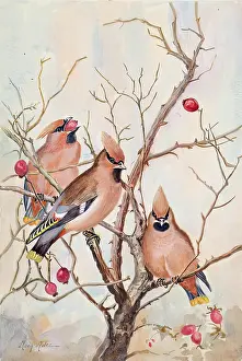 Untitled - rosehips, c1908. Creator: Mary Milne
