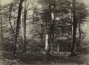 Untitled (The Forest of Fontainbleau), c. 1874. Creator: Constant Alexandre Famin (French