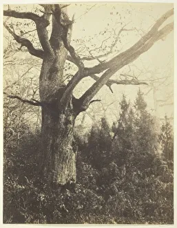 Cuvelier Eugene Prints: Untitled [tree], c. 1860. Creator: Eugene Cuvelier