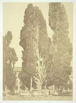 Cloister Gallery: Untitled (Trees in Rome), c. 1857. Creator: Robert MacPherson