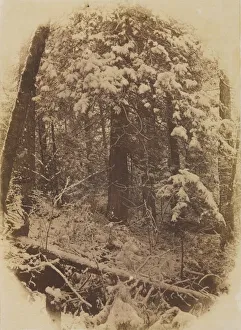 Untitled (Woods in Snow), 1859. Creator: William James Stillman (American, 1828-1901); J