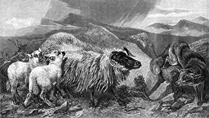 The Unwelcome Visitor, by R. Ansdell, A.R.A. in the Exhibition of the Royal Academy, 1869. Creator: W Thomas