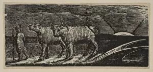 Plough Gallery: Unyok d Heifers, Loitering Homeward, from Thorntons Pastorals of Virgil, 1821