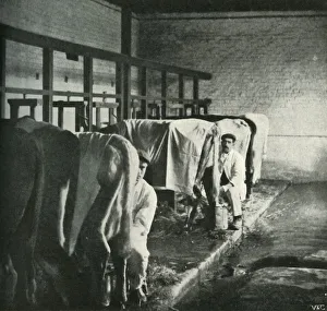 Milk House Prints: An Up-To-Date Milking-Shed at the Walker-Gordon Farm, 1902. Creator: Unknown