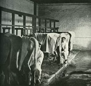Cowshed Gallery: An Up-To-Date Milking-Shed at the Walker-Gordon Farm, 1902. Creator: Unknown