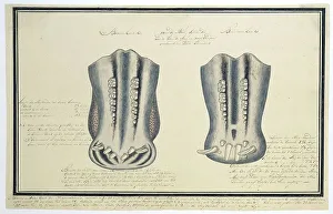 Sketch Book Prints: Upper and lower jaws of an Hippopotamus amphibius (Hippopotamus)