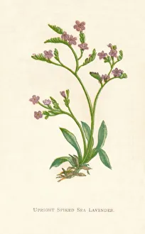 Society Promoting Christian Knowledge Prints: Upright Spiked Sea Lavender, c1891, (1891). Artist: Anne Pratt