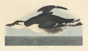 Robert Havell Prints: Uria Brunnichii, 1835. Creator: Robert Havell