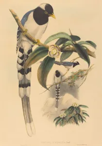Richter Henry Constantine Prints: Urocissa cucullata, probably 1850 / 1883. Creators: John Gould, Henry Constantine Richter