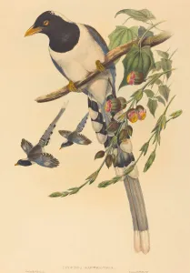 Urocissa magnirostris, probably 1850/1883. Creators: John Gould Urocissa magnirostris, probably 1850/1883. Creators: John Gould