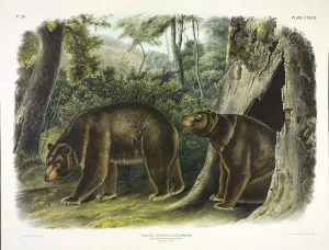 Bears Prints: Ursus Americanus, Cinnamon Bear, 1845