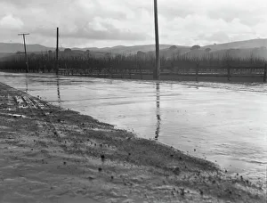 Telegraph Poles Prints: U.S. 101 near San Juan Bautista, California, 1939. Creator: Dorothea Lange