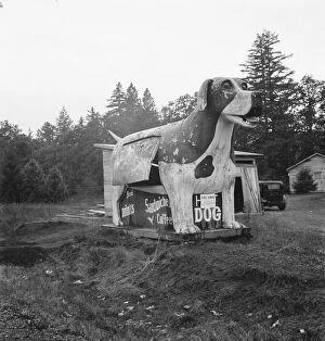 Wayside Gallery: On U.S. 99 as it continues through Oregon, Lane County, Williamette Valley, Oregon, 1939
