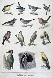A Clement Gallery: Useful birds in agriculture, 1896. Artist: A Clement