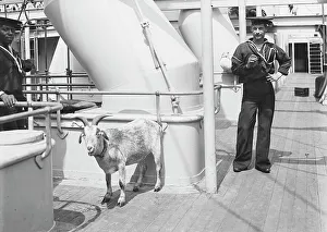 Mascot Prints: U.S.S. Brooklyn, the mascot, between 1896 and 1899. Creator: Unknown