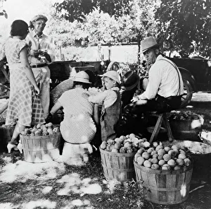 Utah United States Of America Prints: Utah farm family in the orchard at peach harvest