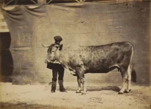 Adrien Tournachon Gallery: Vache Garonnaise, agee de 5 a6 ans, 1856. Creator: Adrien Alban Tournachon
