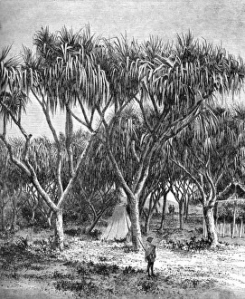 Malagasy Prints: The Vacoa, or screw pine, of Madagascar; A Birds-eye View of Madagascar