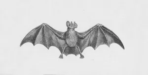 Darwin Prints: Vampire Bat, c1885, (1890). Artist: Robert Taylor Pritchett