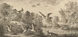 Images Dated 27th October 2020: Vanellus, Vanneau (The Lapwing): Livre d Oyseaux (Book of Birds), 1655-1660