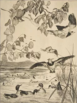 Vanneaux et Sarcelles, 1862. Creator: Felix Bracquemond