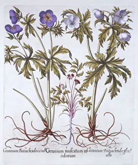 German School 17th Century Prints: Variations of Geranium, from Hortus Eystettensis, by Basil Besler (1561-1629), pub