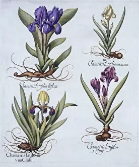 Rhizome Gallery: Variegated Dwarf Bearded Iris, Mauve Dwarf Bearded Iris, Cream Coloured Dward Bearded Iris