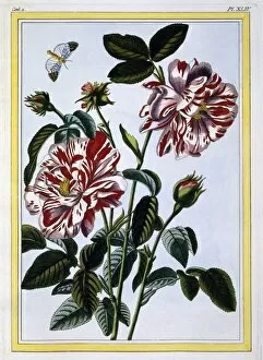 The Variegated Rose of England; pub. 1776. Creator: Pierre Joseph Buchoz (1731-1807)