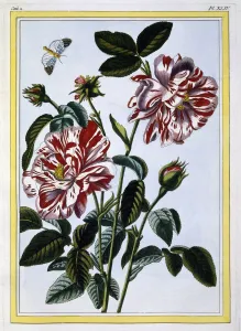 Variegated Prints: The Variegated Rose of England; pub. 1776. Creator: Pierre Joseph Buchoz (1731-1807)