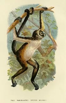 R Bowdler Sharpe Gallery: The Variegated Spider-Monkey, 1896. Artist: Henry Ogg Forbes