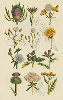Burdock Collection: Varieties of British wildflowers, 1947
