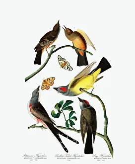 John James Audubon 1785 1851 Prints: Three Varieties of Flycatcher, 1845