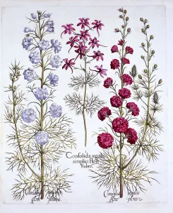 Varieties of Larkspur, from Hortus Eystettensis, by Basil Besler (1561-1629), pub Varieties of Larkspur, from Hortus Eystettensis, by Basil Besler (1561-1629), pub