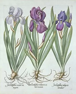Rhizome Gallery: Three varieties of rhizomatous bearded irises, from Hortus Eystettensis, by Basil Besler
