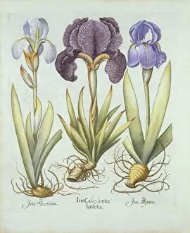 Rhizome Gallery: Three varieties of rhizomatous beardless irises, from Hortus Eystettensis, by Basil Besler