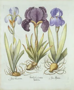 Rhizome Gallery: Three varieties of rhizomatous beardless irises, from Hortus Eystettensis, by Basil Besler
