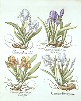 German School 17th Century Prints: Four varieties of rhizomatous irises, from Hortus Eystettensis, by Basil Besler