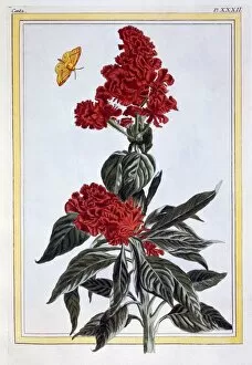 Variety of Amaranthus, pub. 1776. Creator: Pierre Joseph Buchoz (1731-1807)