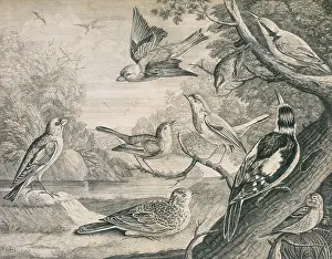 Branch Prints: Various birds, 1726. Creator: Henry Fletcher